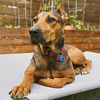 adopt a pet