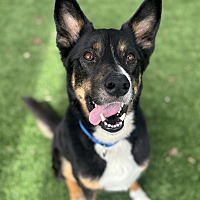 adopt a pet