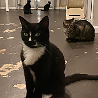 adopt a pet