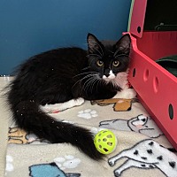 adopt a pet