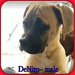 Thumbnail photo of DeNiro #2