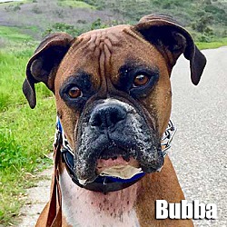 Photo of Bubba