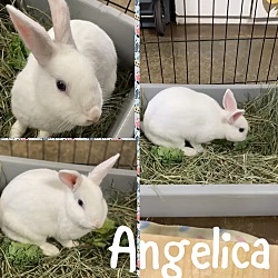 Photo of Angelica