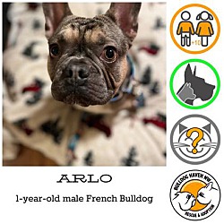 Thumbnail photo of ARLO #1