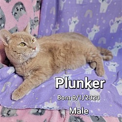 Thumbnail photo of Plunker #1