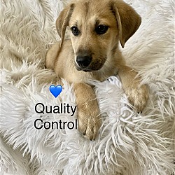 Photo of Quality Control