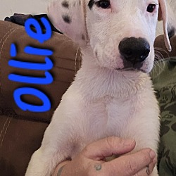 Photo of Ollie
