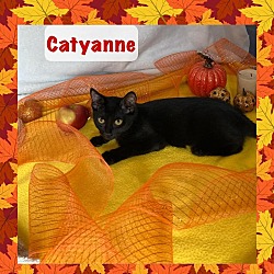 Thumbnail photo of Catyanne #1