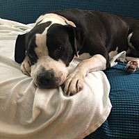 adopt a pet