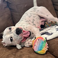 adopt a pet