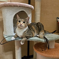 adopt a pet
