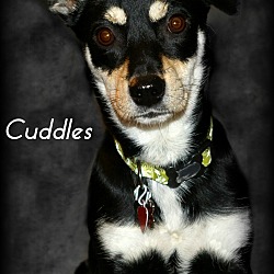 Thumbnail photo of Cuddles - Adoption Pending #1