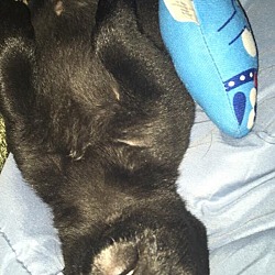 Thumbnail photo of Bear (Adoption Pending) #4