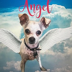 Thumbnail photo of Angel #3