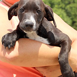 Thumbnail photo of Winston ~ adopted! #3