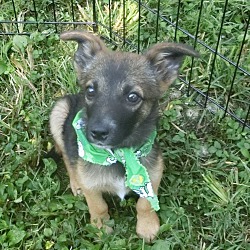 Thumbnail photo of Mulder~adopted! #4