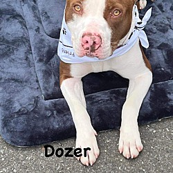 Thumbnail photo of Dozer #4