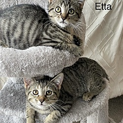 Thumbnail photo of Etta #3