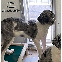 Thumbnail photo of Alfie #4