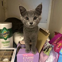adopt a pet