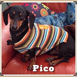 Thumbnail photo of Pico #1