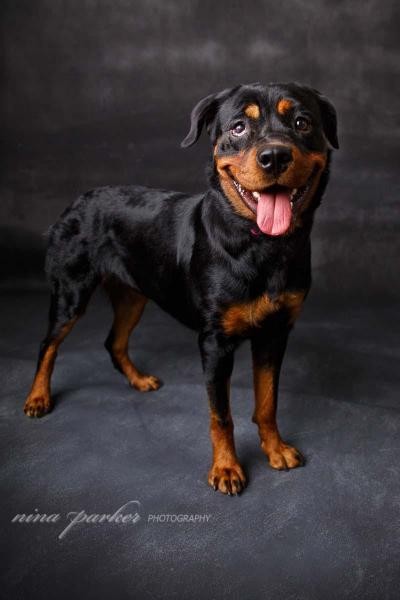 Atlanta Ga Rottweiler Meet Raisin A Pet For Adoption