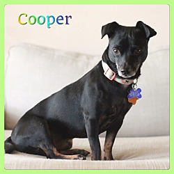 Thumbnail photo of Cooper #3