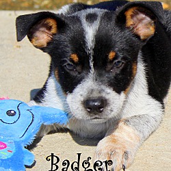 Thumbnail photo of Badger~adopted! #3