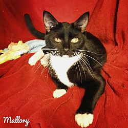 Thumbnail photo of MALLORY #1