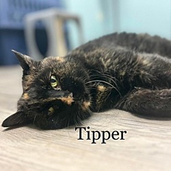 Photo of Tipper 220727
