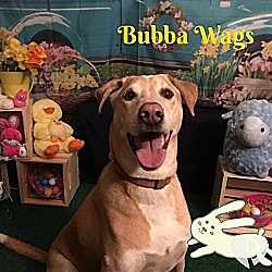 Thumbnail photo of Bubba Wags #3