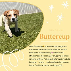 Thumbnail photo of Buttercup  Mara #4