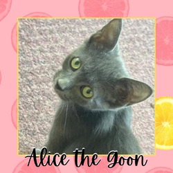 Thumbnail photo of Alice the Goon #1