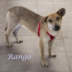 Thumbnail photo of Rango (D24-062) #4