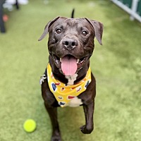 adopt a pet