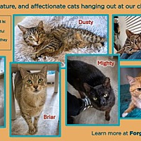 adopt a pet