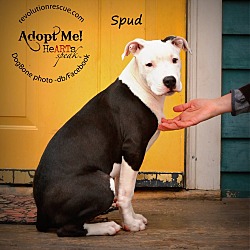 Thumbnail photo of Spud #2