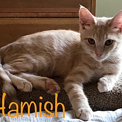Thumbnail photo of Hamish #1