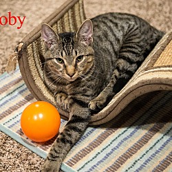 Thumbnail photo of Goby (Cat of the Month!) #3
