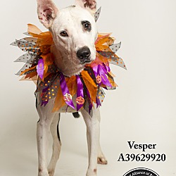 Thumbnail photo of Vesper #1