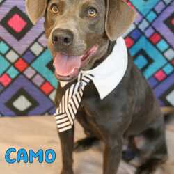 Photo of Camo