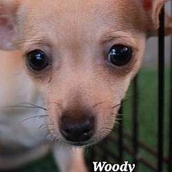 Photo of woody