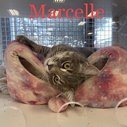 Thumbnail photo of Marcelle #1