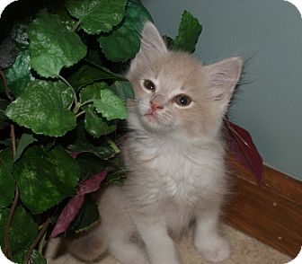 Kensington Ct Domestic Longhair Meet Apricot A Pet For Adoption