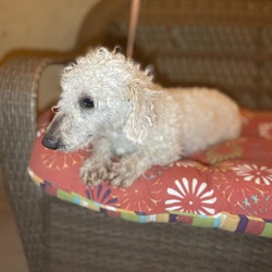 Poodle Miniature Puppies And Dogs In