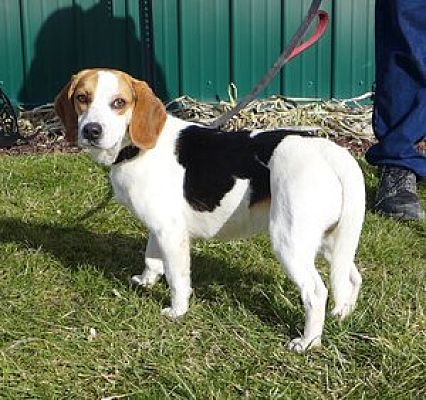 Batavia, NY - Beagle. Meet Rescue Cooper a Pet for Adoption - AdoptaPet.com