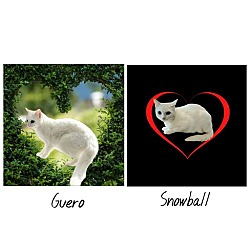 Thumbnail photo of Snowball #sister-of-Guero #3