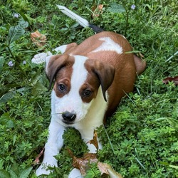 Thumbnail photo of Ginger Pup: Rowena #1