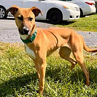 adopt-pet