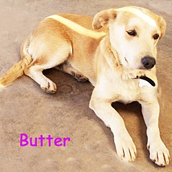 Thumbnail photo of Butter Cup #2